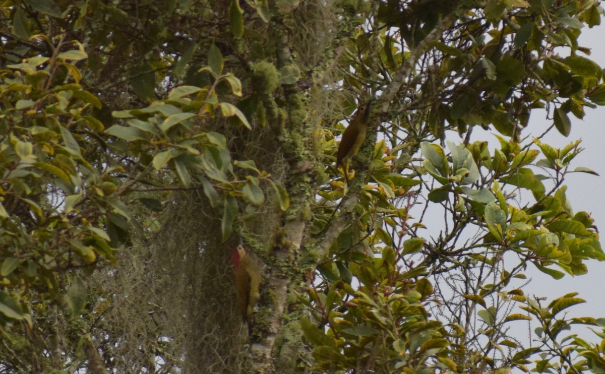 Golden-olive Woodpecker - ML617752767