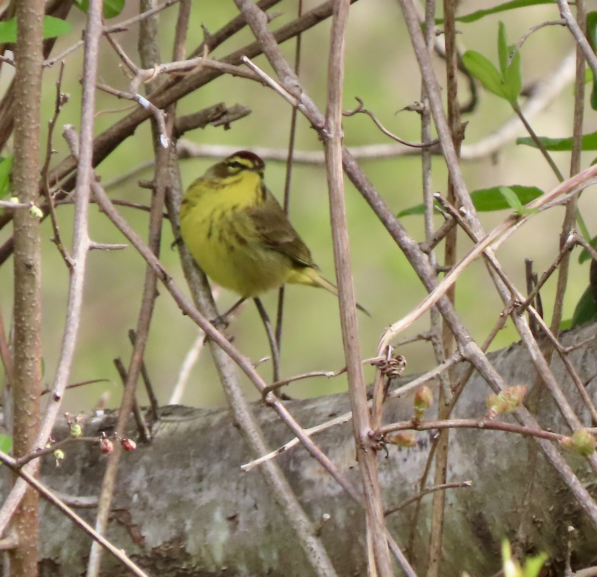 Palm Warbler - Laurie Reynolds