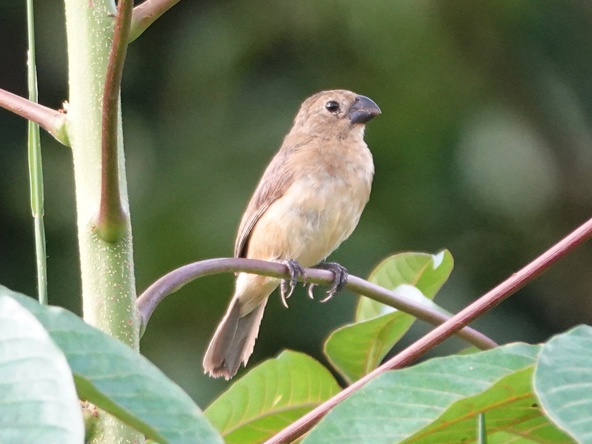 Wing-barred Seedeater (Wing-barred) - ML617752834