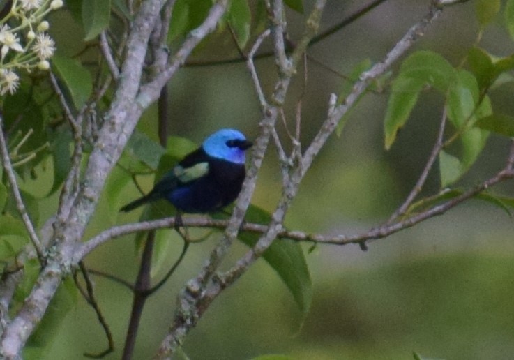 Blue-necked Tanager - ML617752835