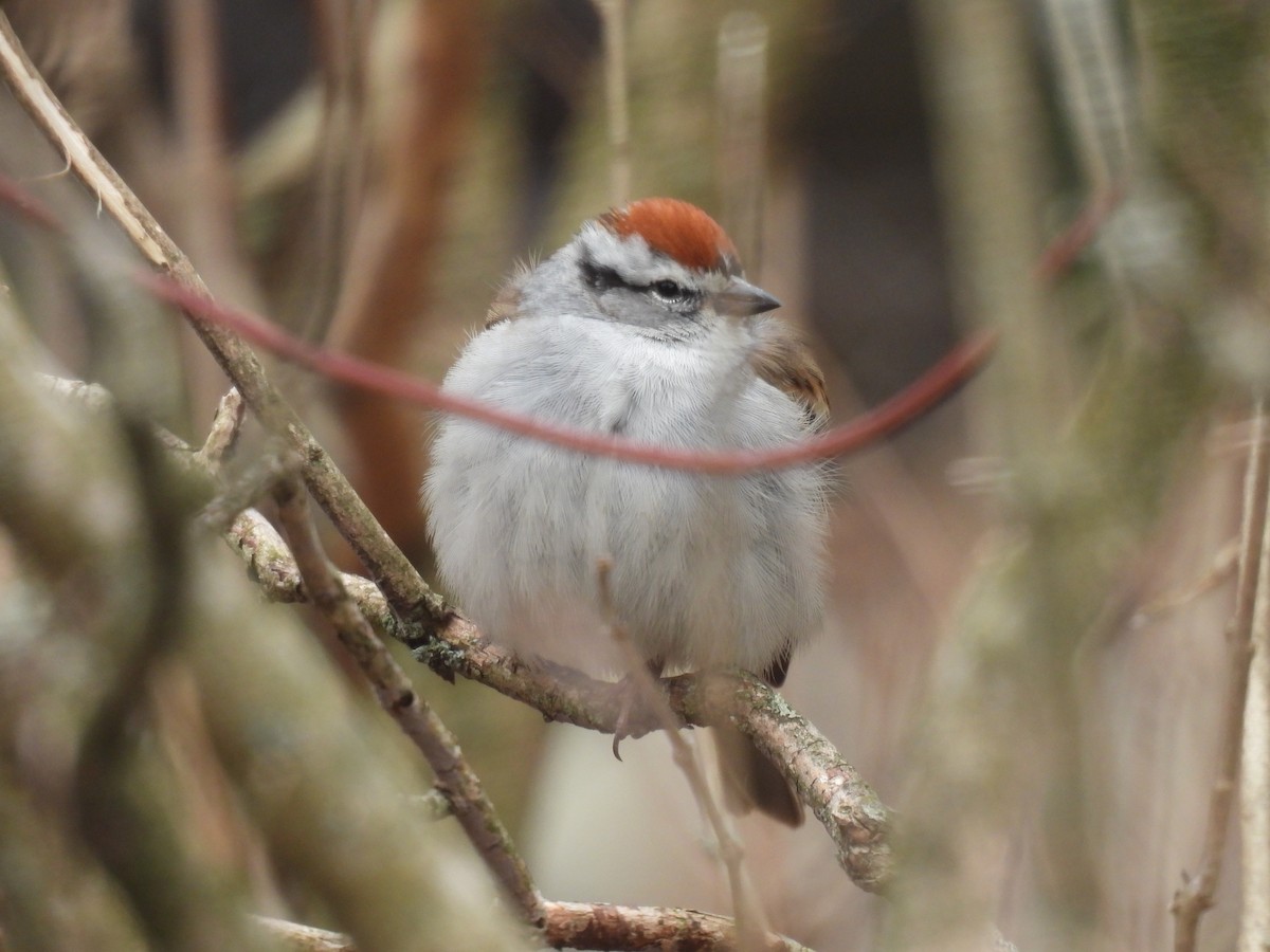 Chipping Sparrow - ML617752849