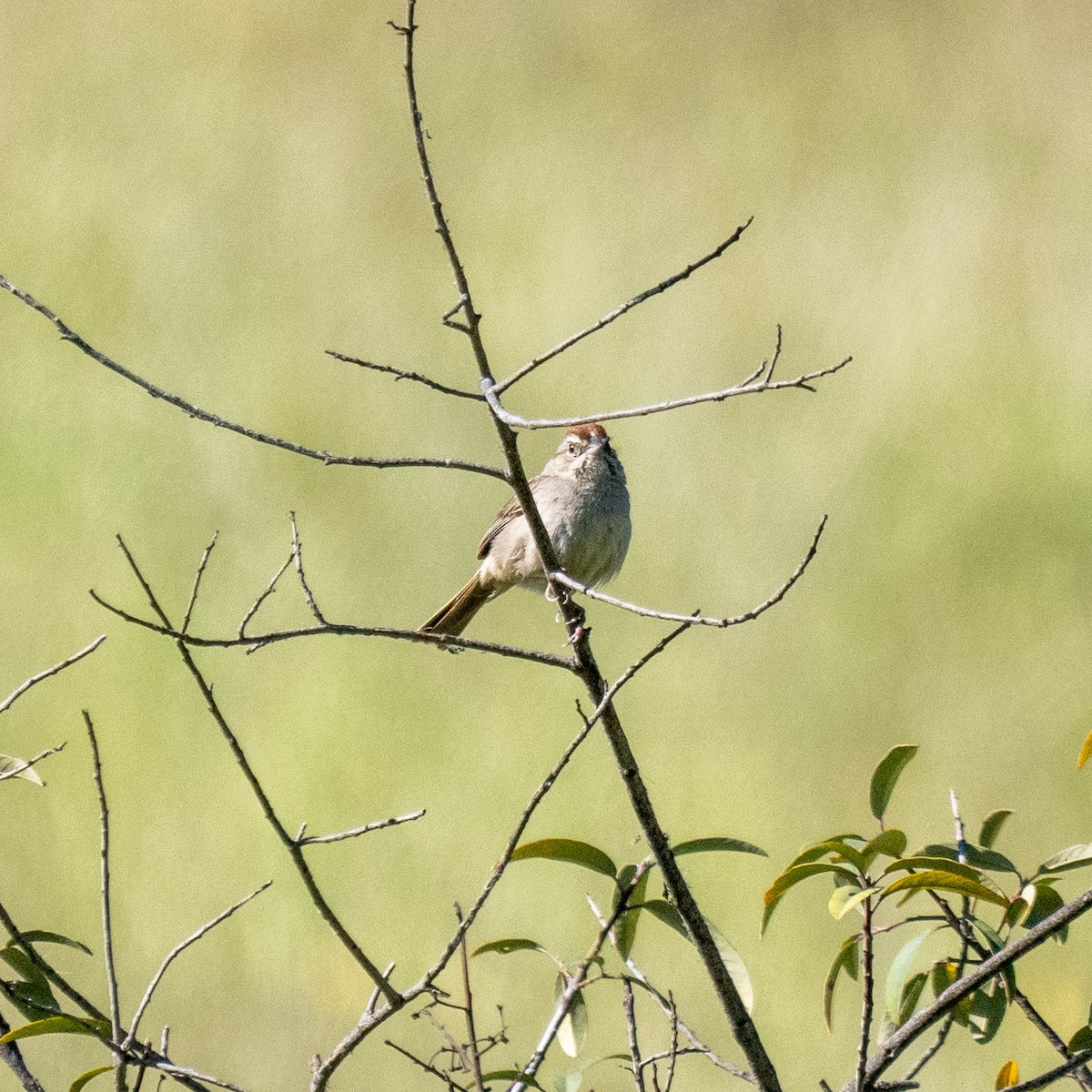 Rufous-crowned Sparrow - John Hurley