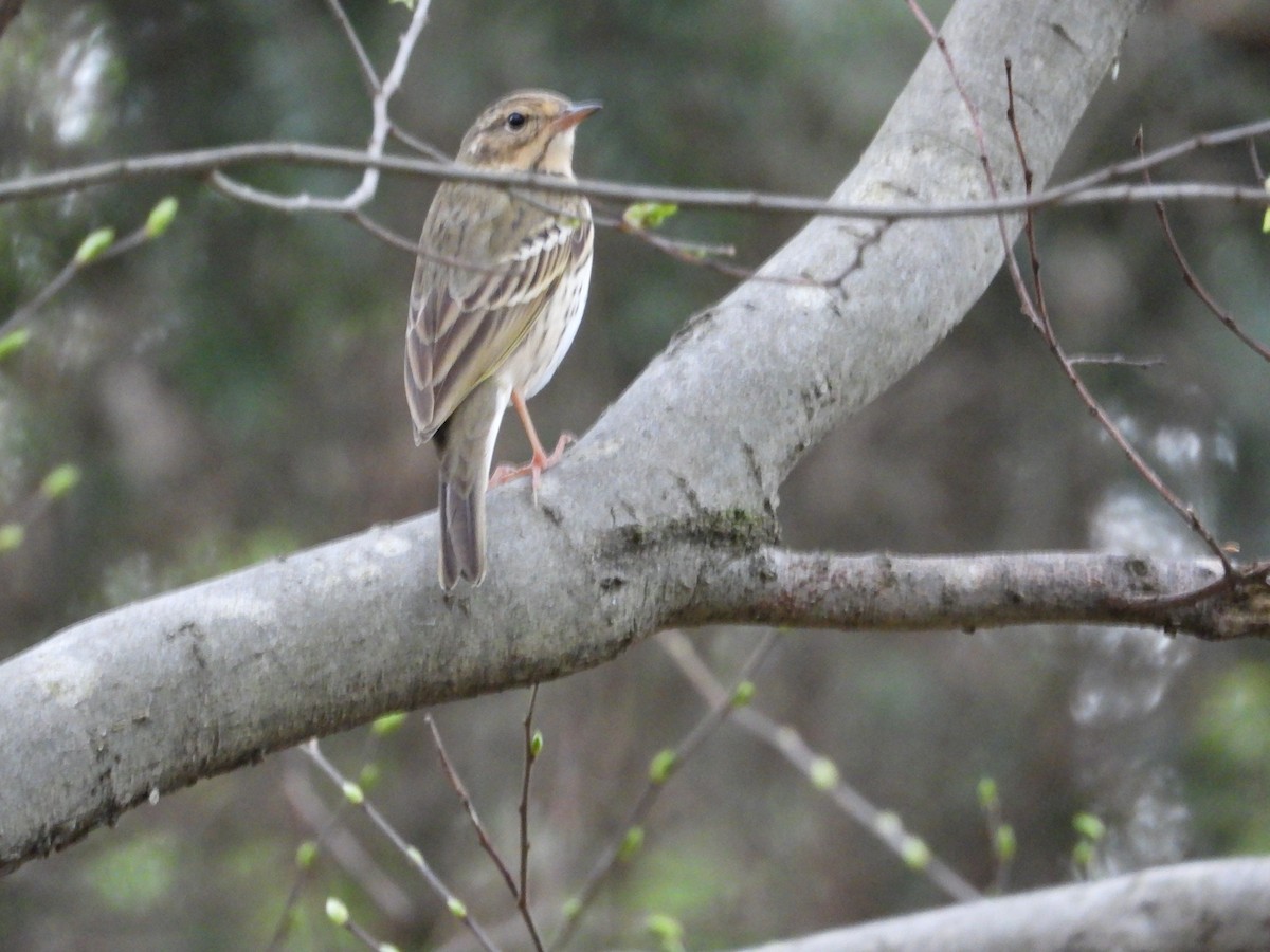Olive-backed Pipit - ML617752861