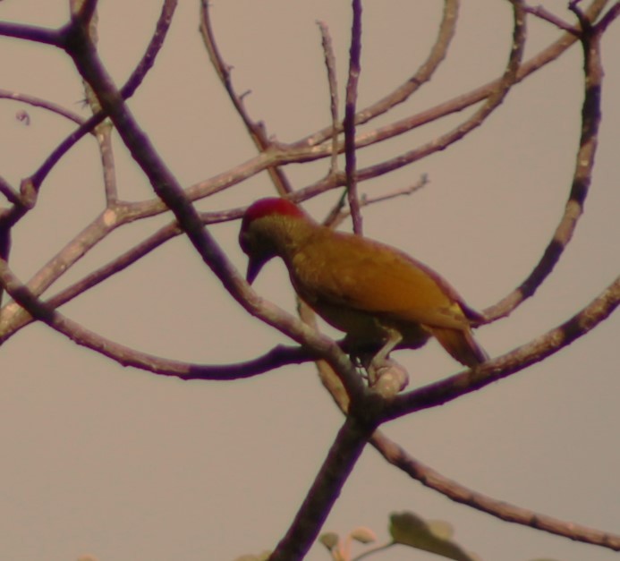 Smoky-brown Woodpecker - ML617752887