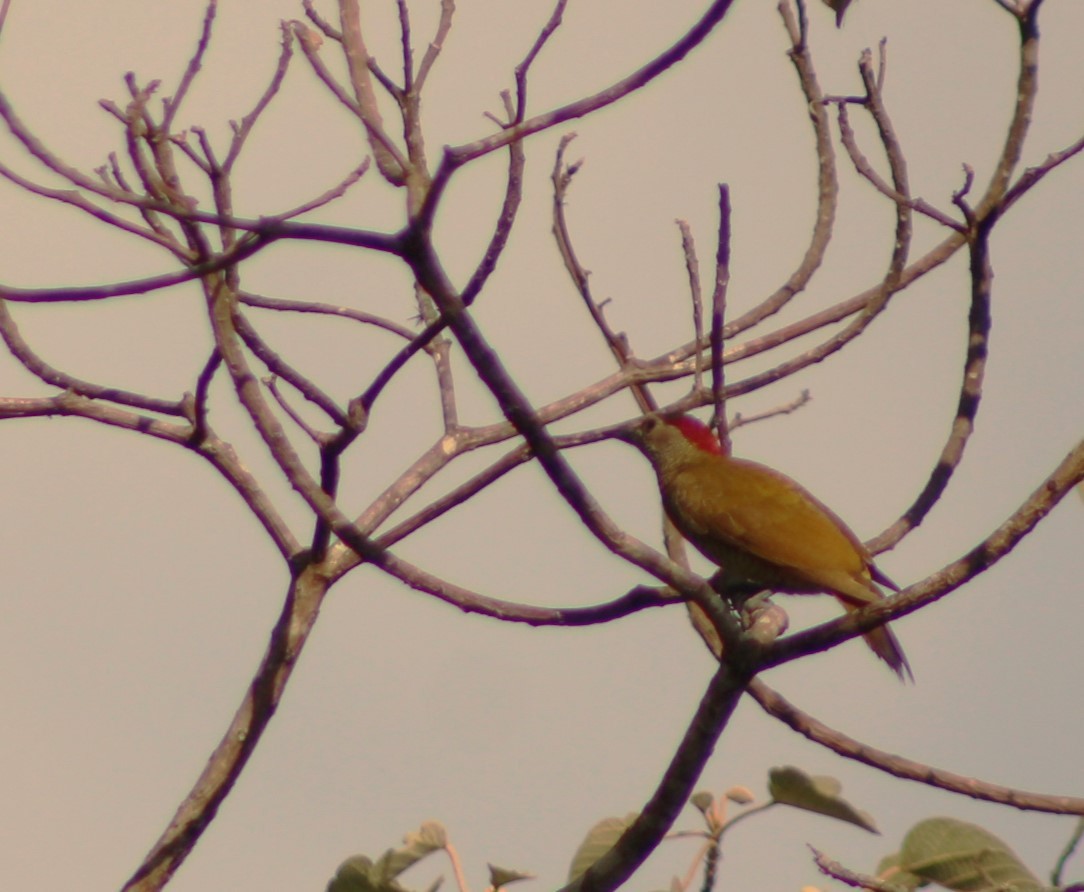 Smoky-brown Woodpecker - ML617752888