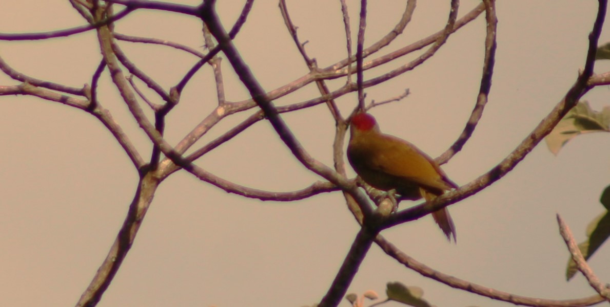 Smoky-brown Woodpecker - ML617752889