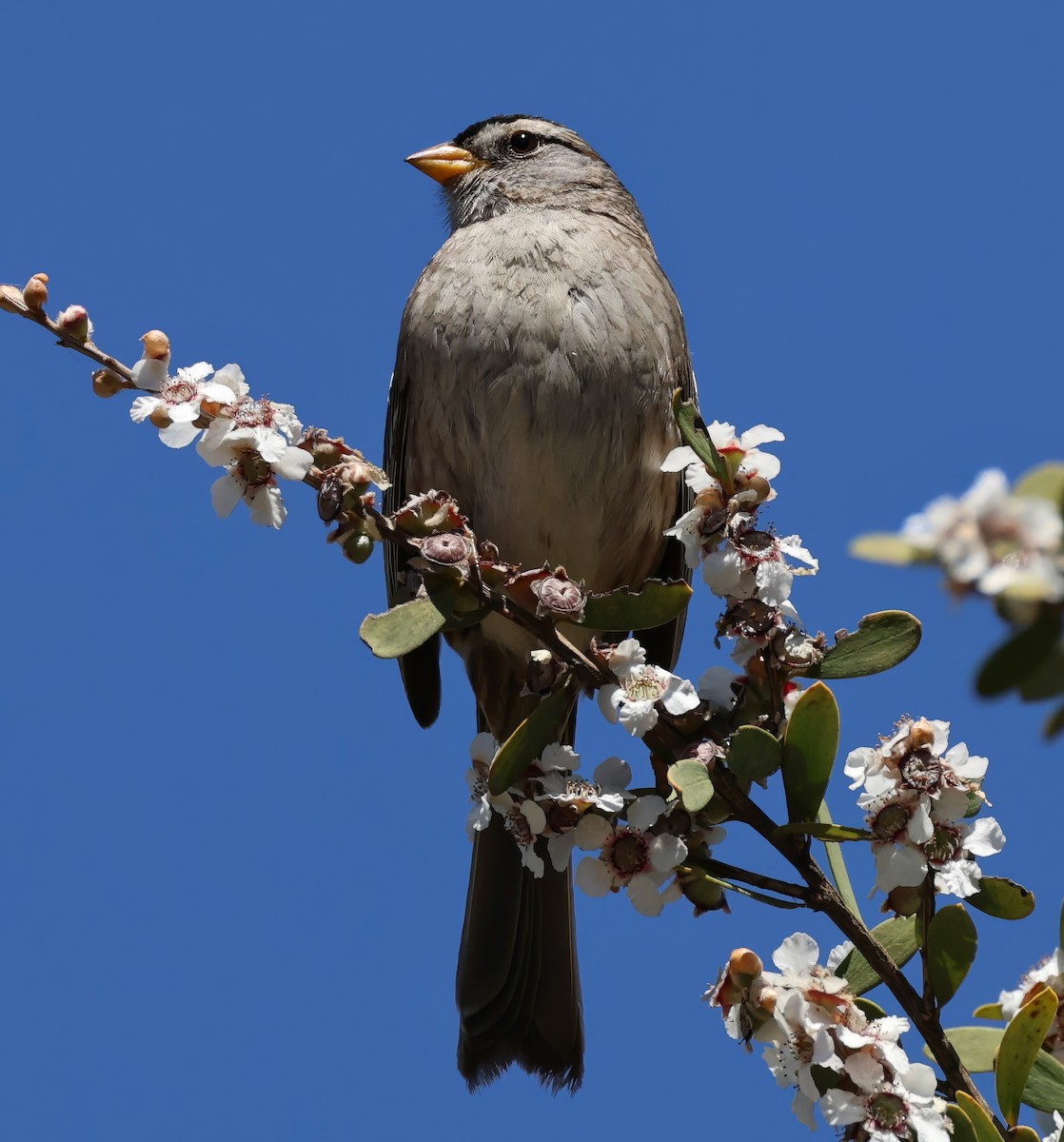 White-crowned Sparrow - ML617752916