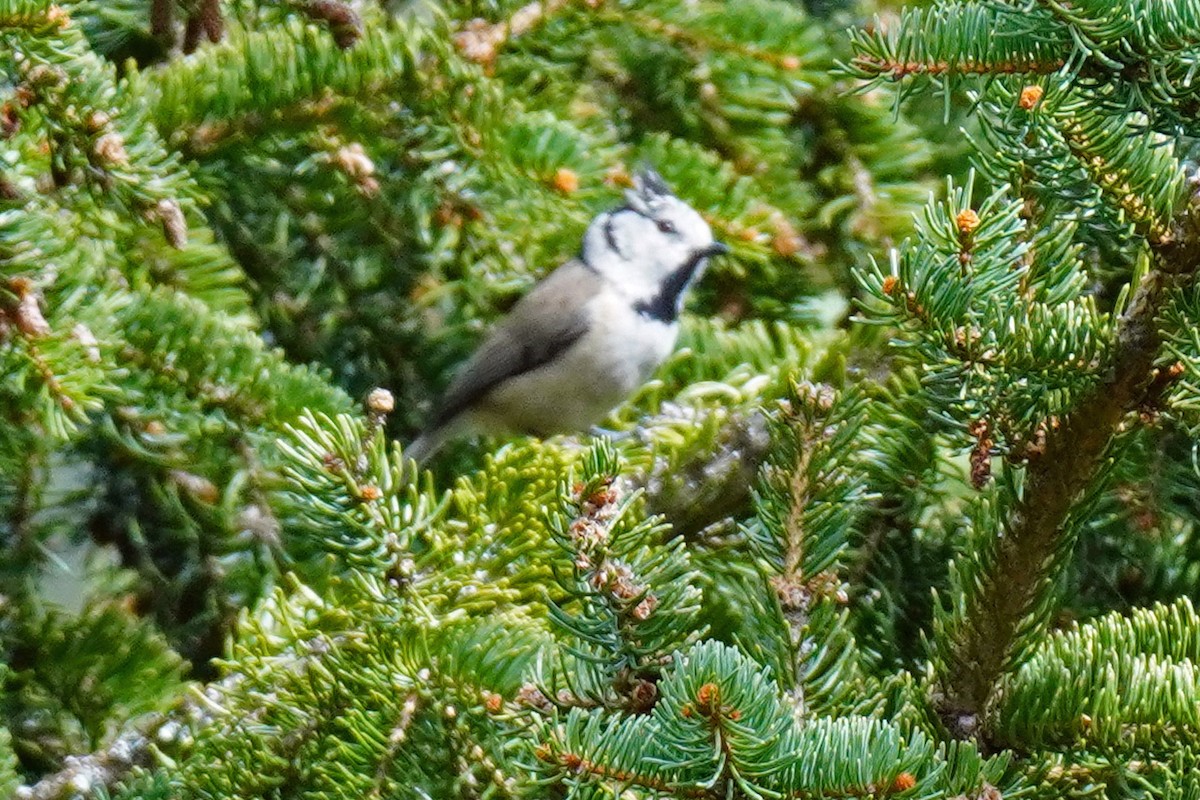 Crested Tit - ML617752933