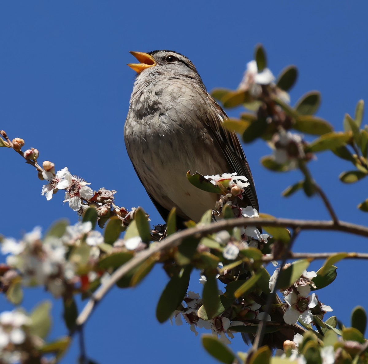 White-crowned Sparrow - ML617752934