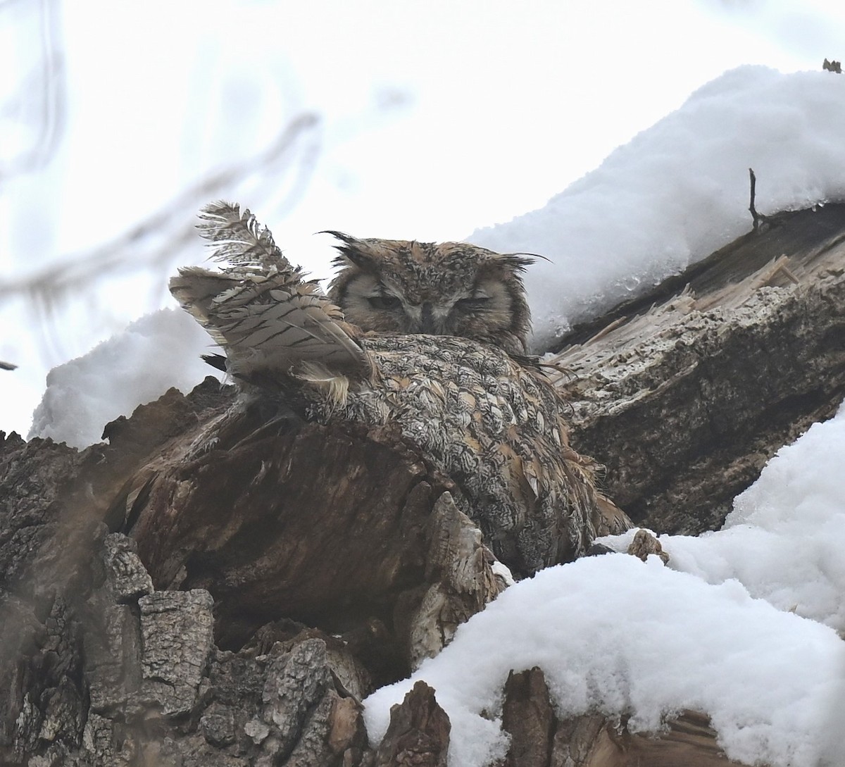 Great Horned Owl - ML617752935