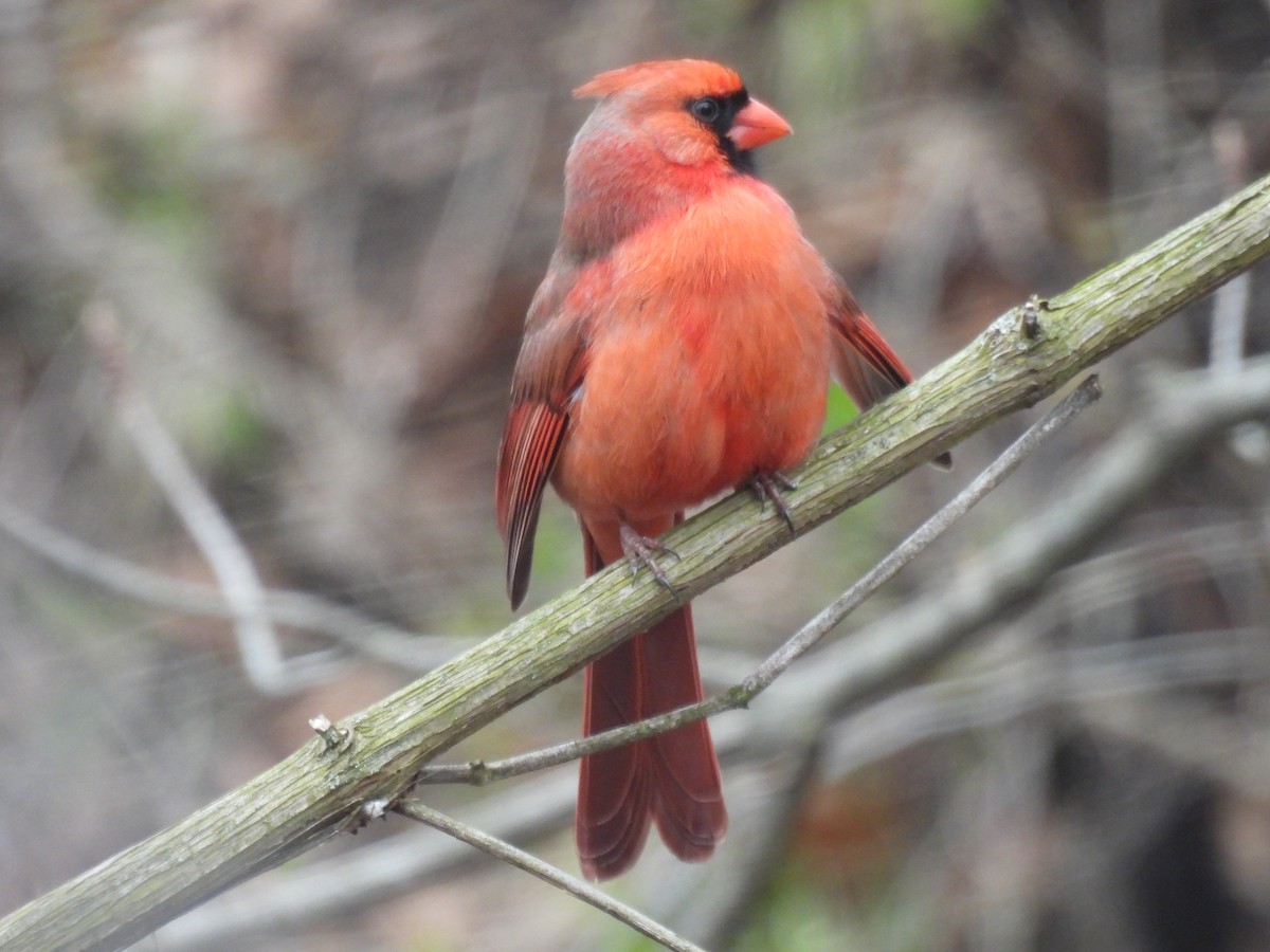 Cardinal rouge - ML617752951