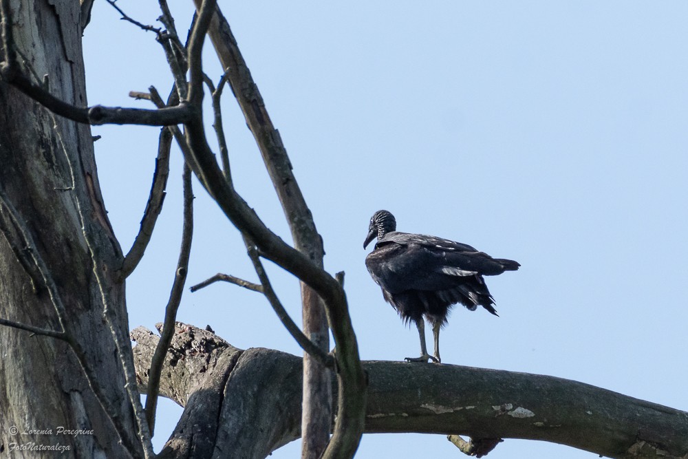 Black Vulture - lorenia Peregrine