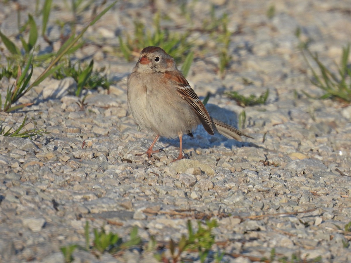 Field Sparrow - ML617753047