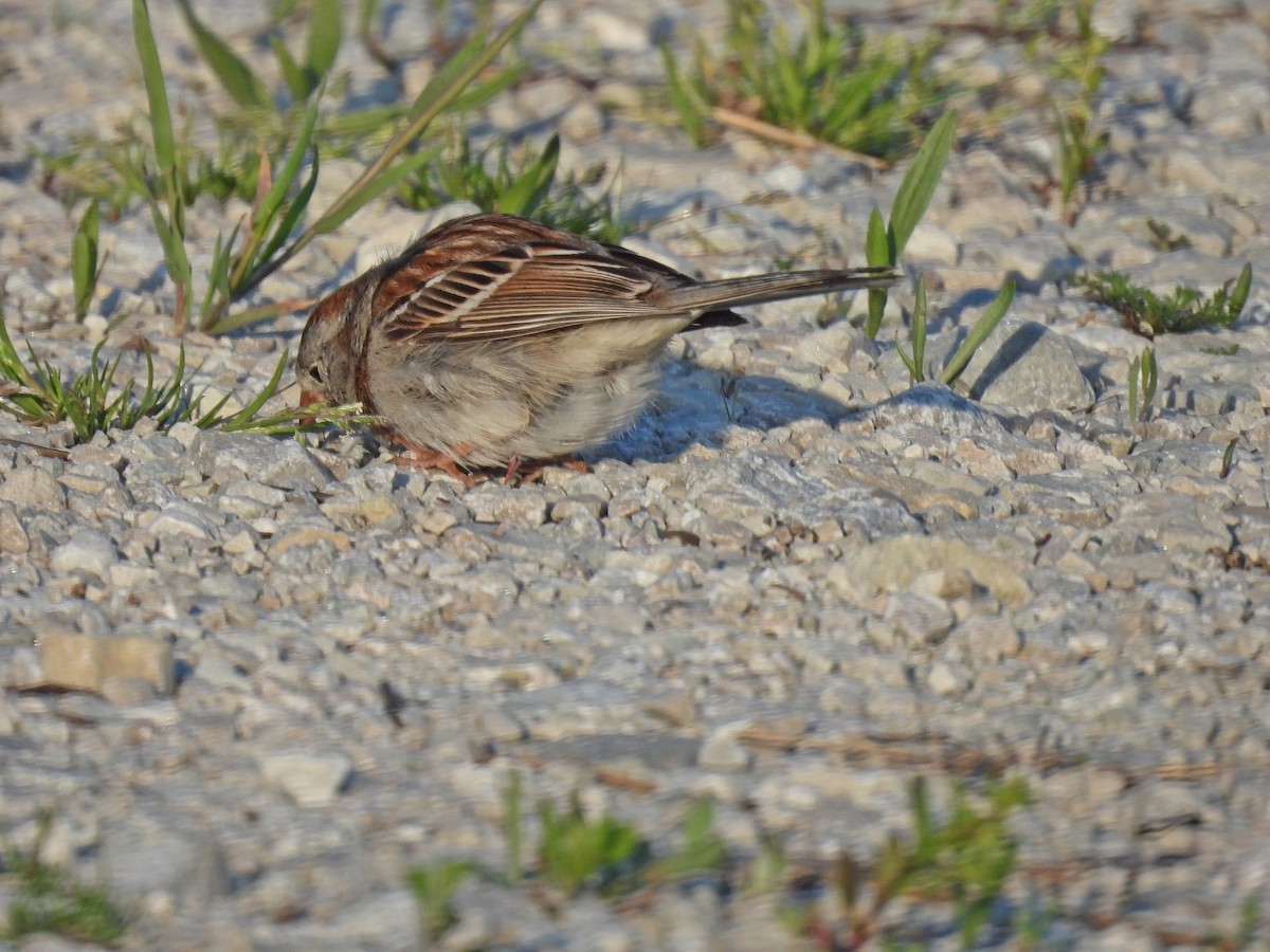 Field Sparrow - Tom and/or Colleen Becker