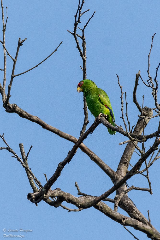 White-fronted Parrot - ML617753075