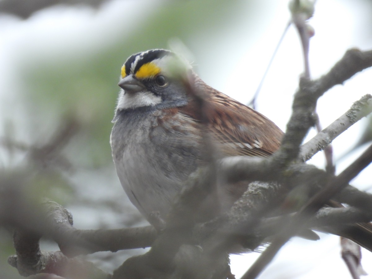 White-throated Sparrow - ML617753113