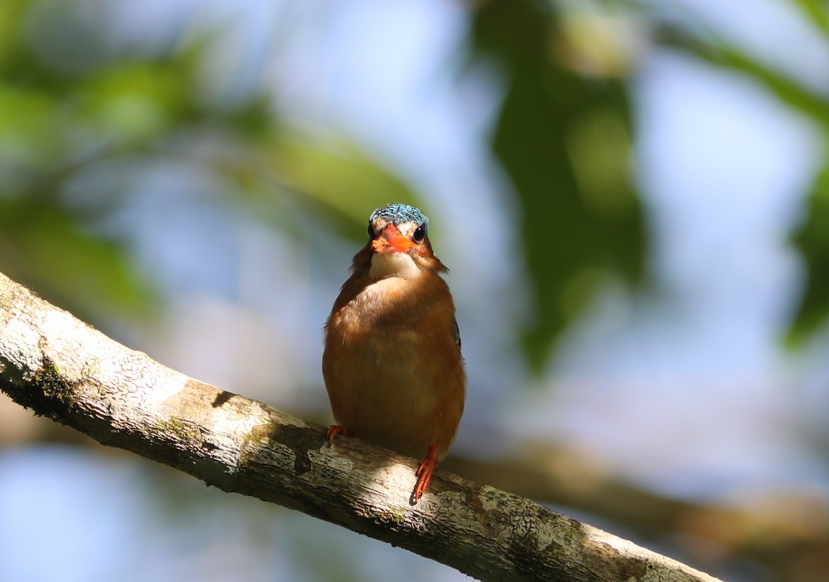 Malachite Kingfisher - Rohan van Twest