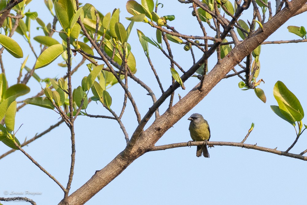 Yellow-winged Tanager - ML617753284