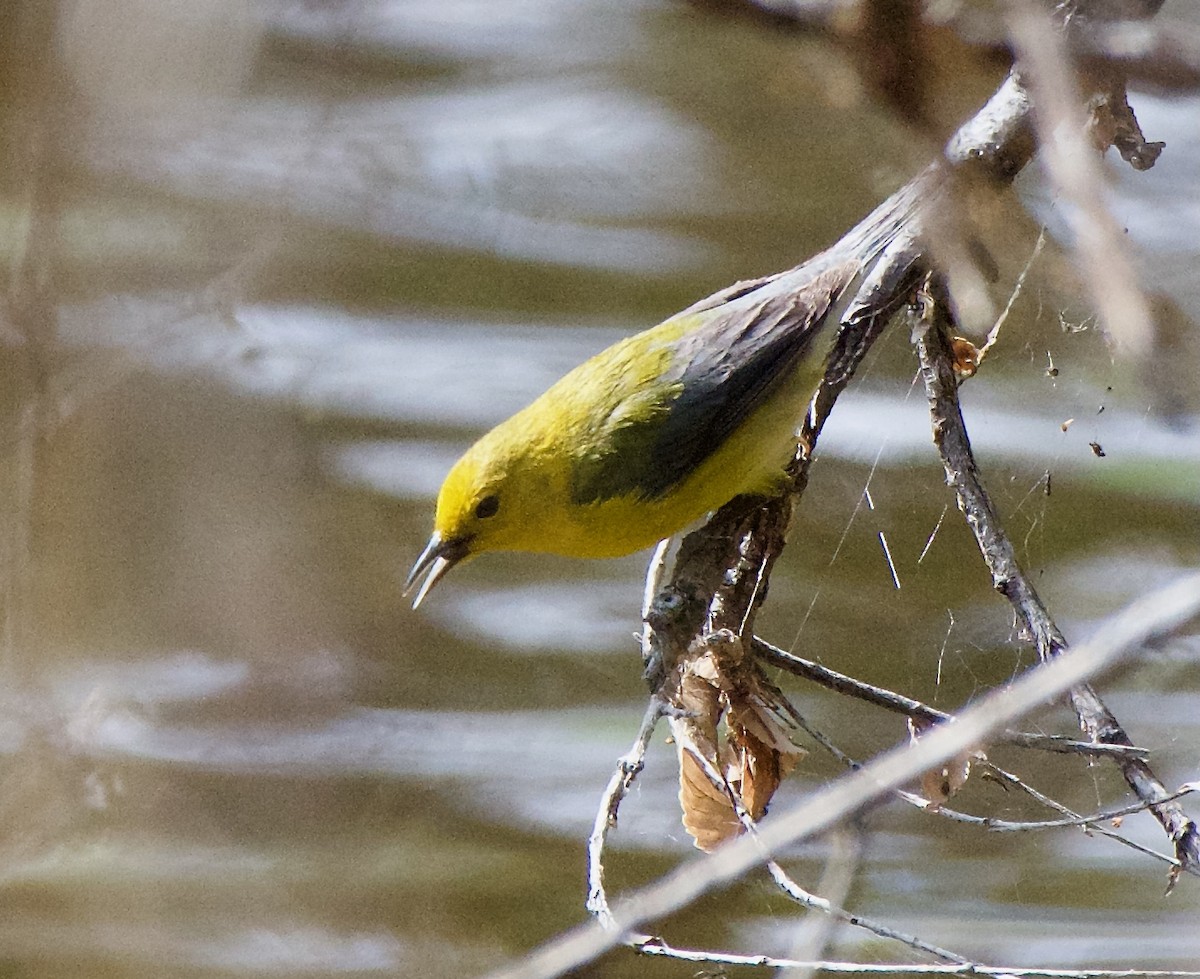 Prothonotary Warbler - ML617753288