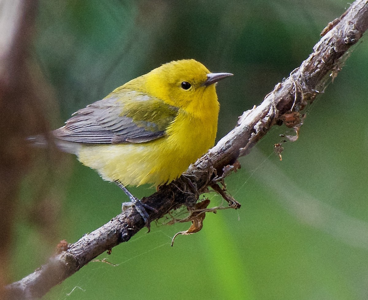 Prothonotary Warbler - Trey Rogers