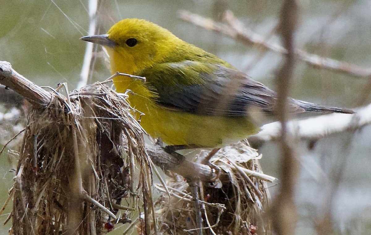 Prothonotary Warbler - ML617753290