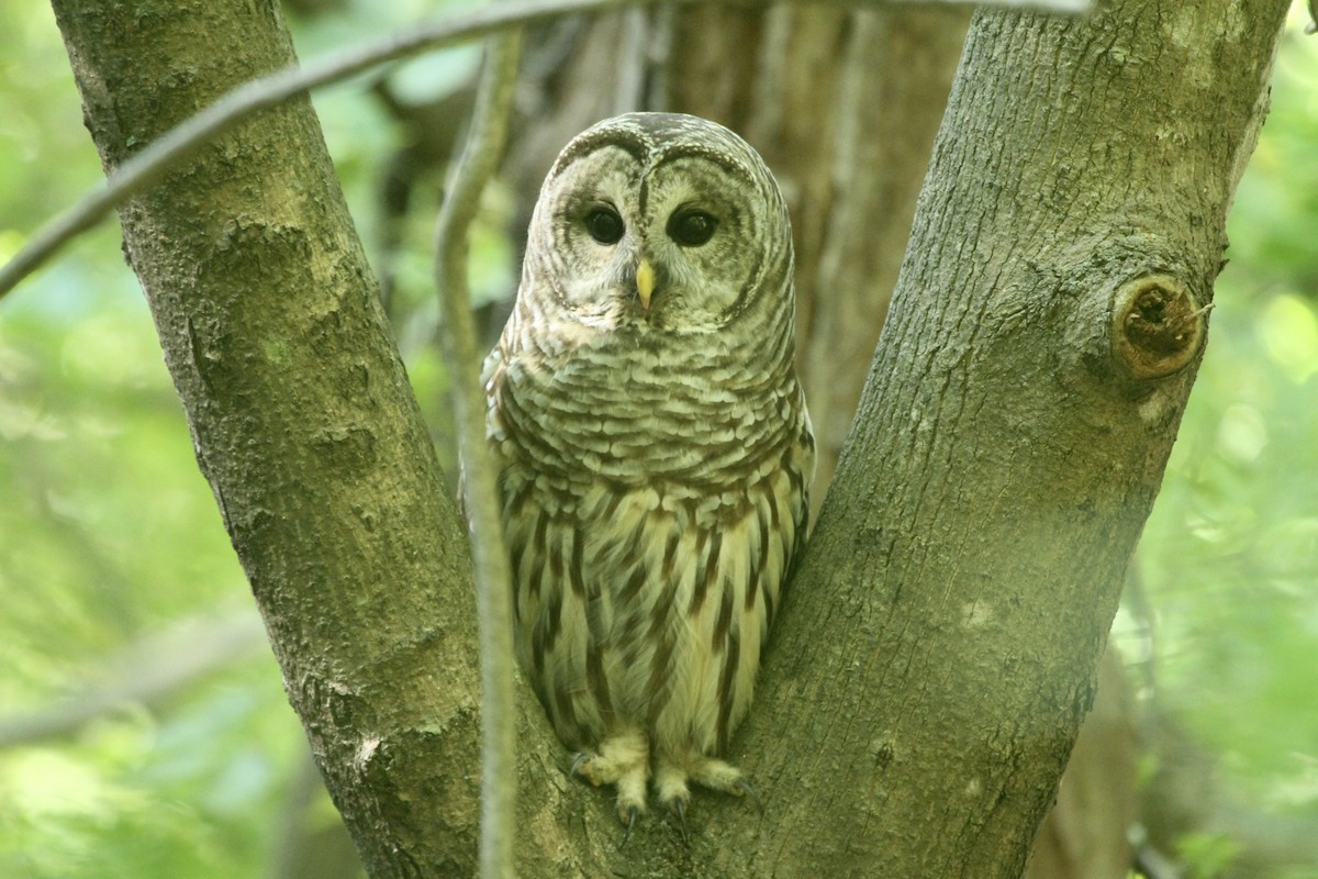 Barred Owl - ML617753301
