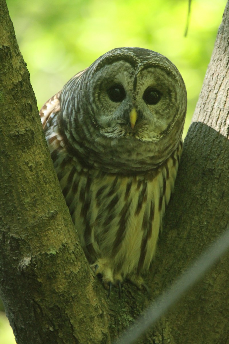 Barred Owl - ML617753302