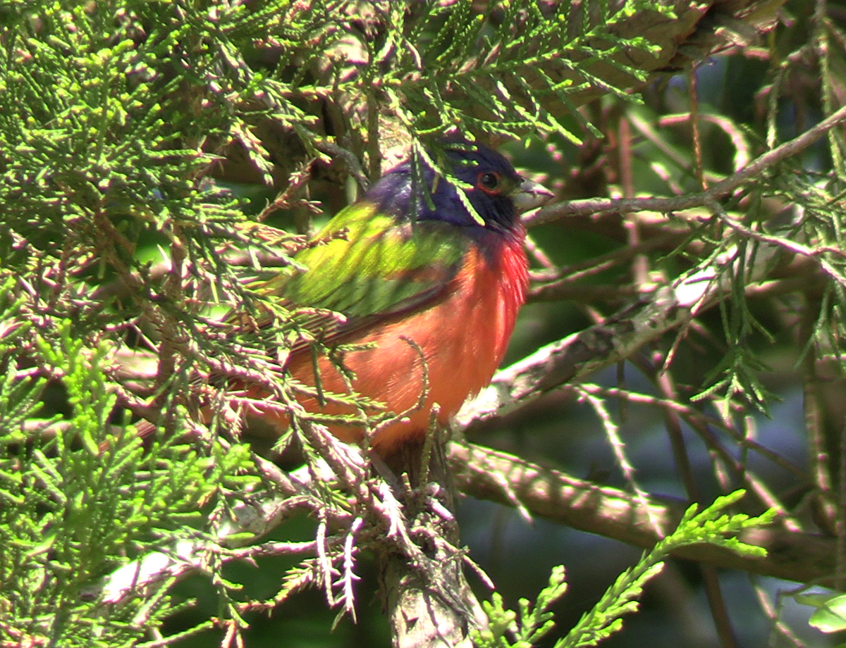 Painted Bunting - ML617753311