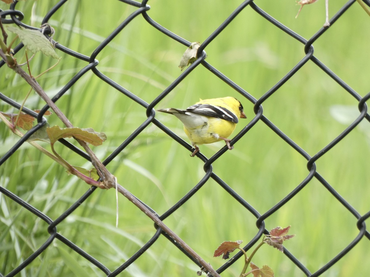 American Goldfinch - grace c