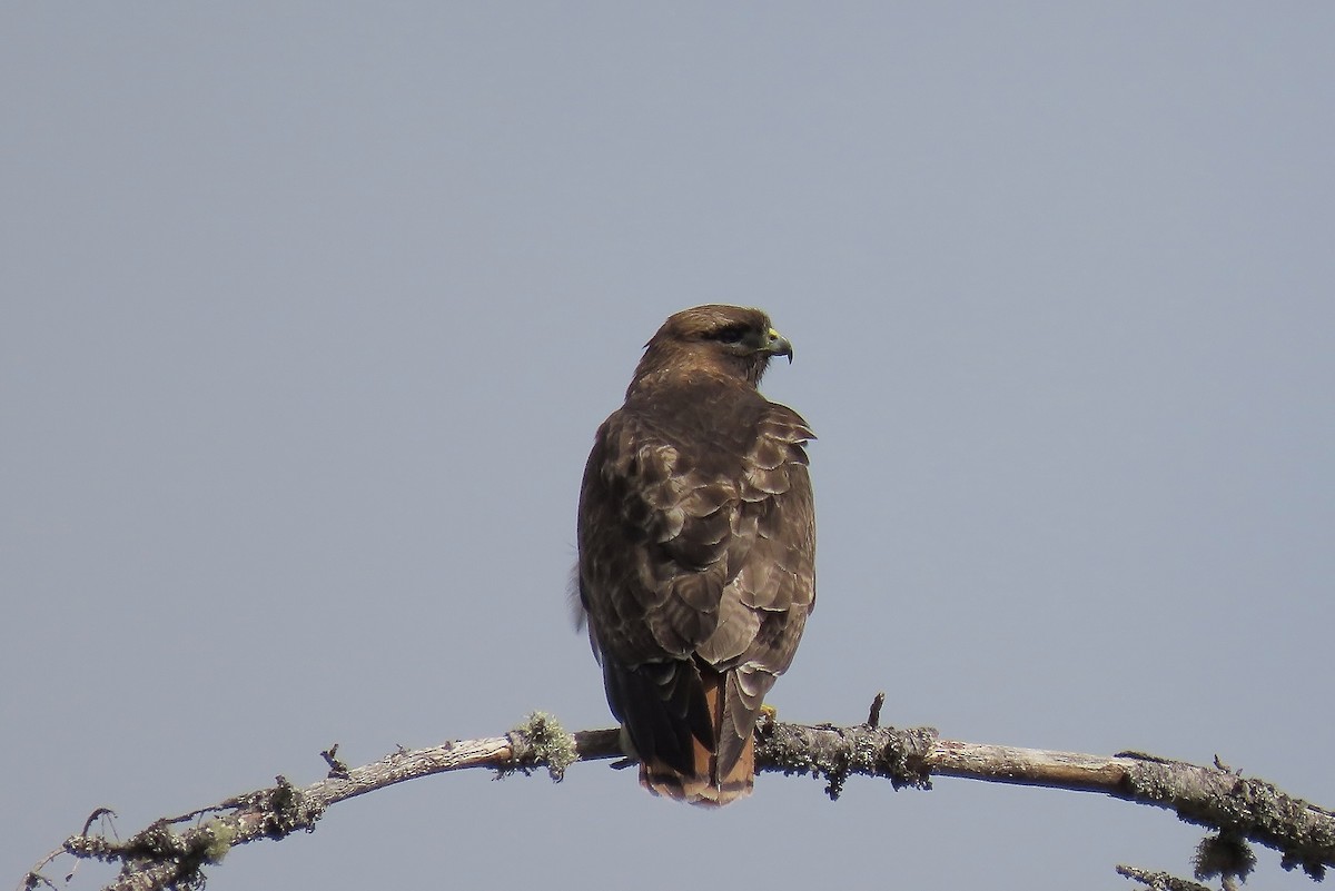Red-tailed Hawk (calurus/alascensis) - Guy L. Monty