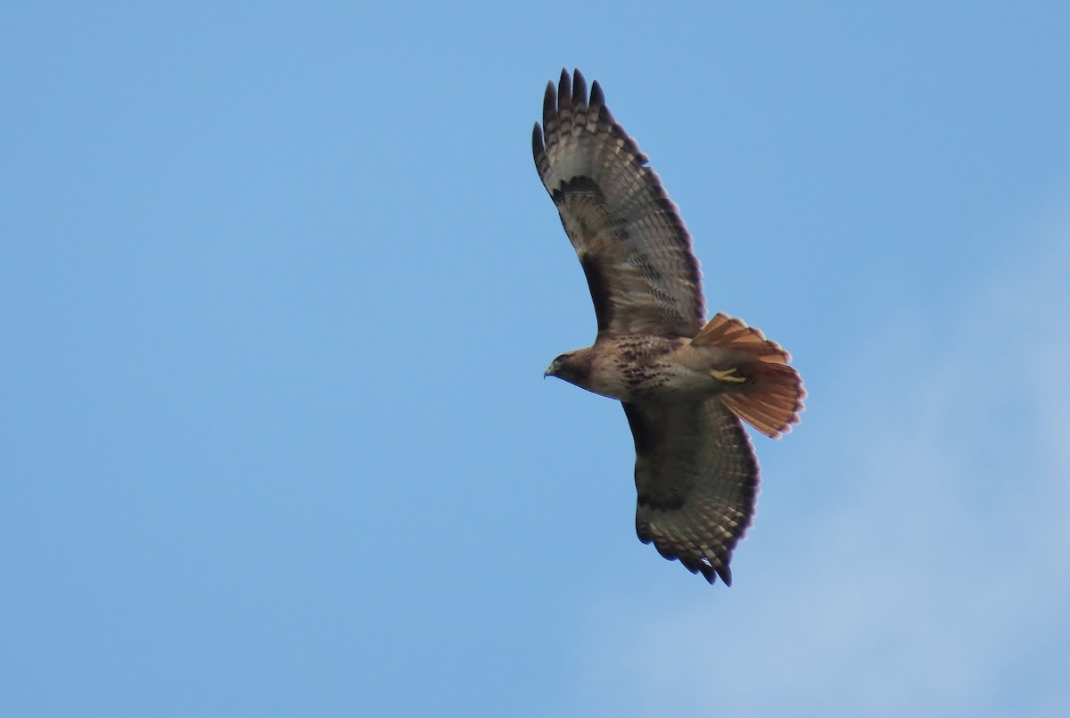 Red-tailed Hawk (calurus/alascensis) - ML617753414