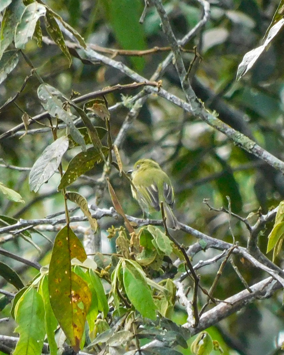 Olive-faced Flatbill - ML617753455