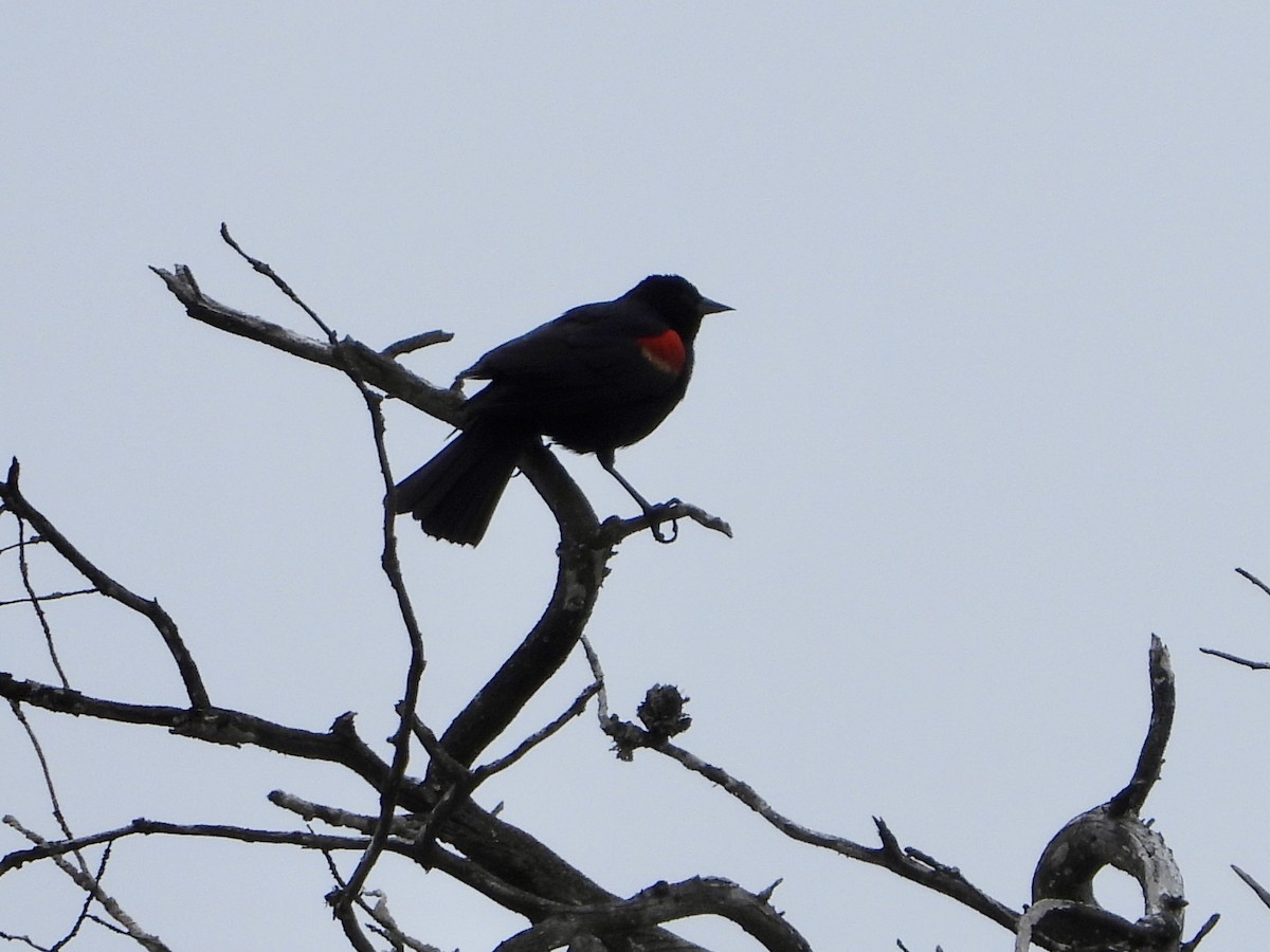 Red-winged Blackbird - ML617753562