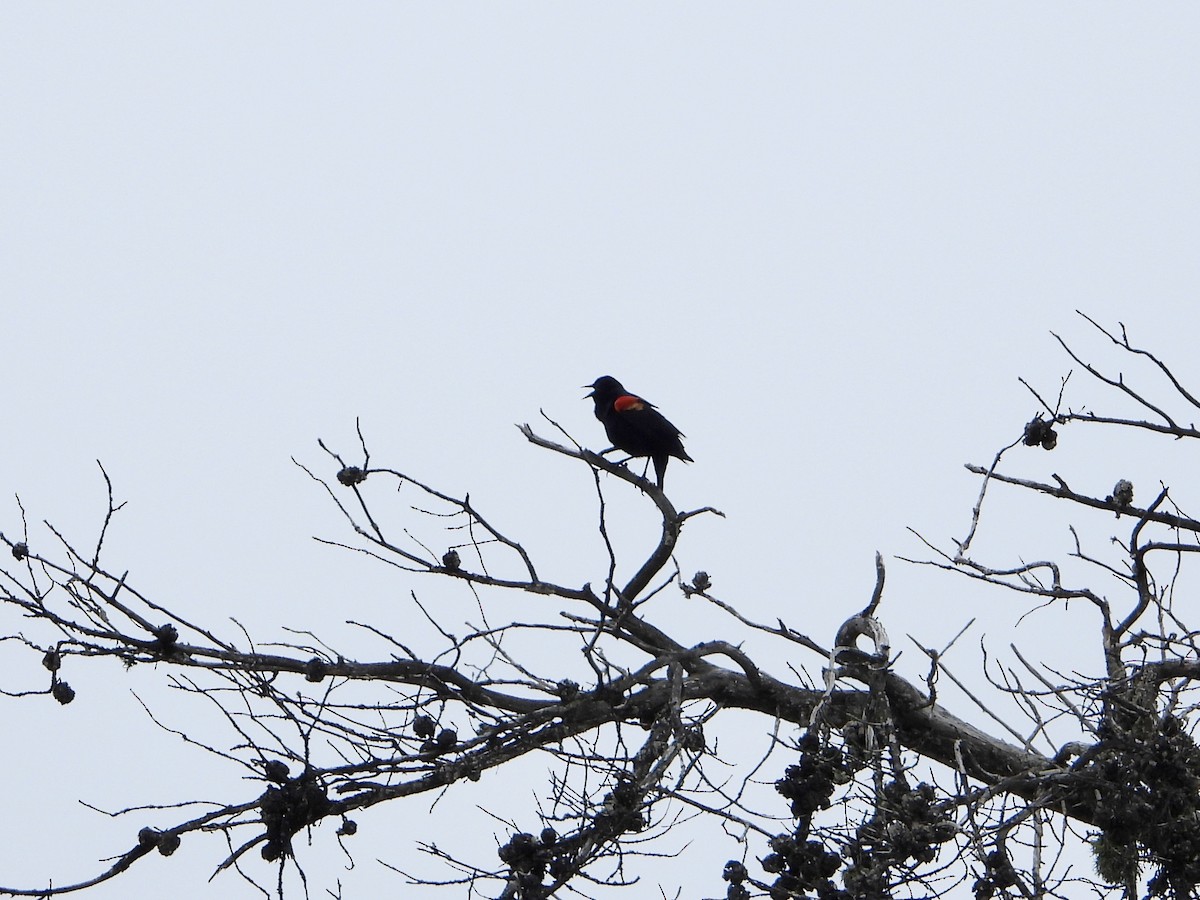 Red-winged Blackbird - ML617753563