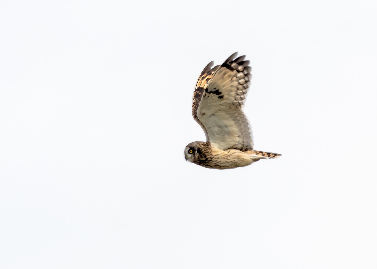 Short-eared Owl - ML617753574