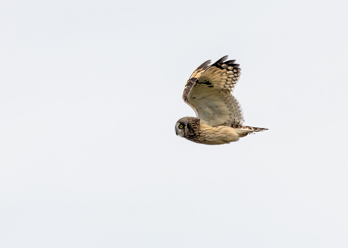 Short-eared Owl - ML617753578