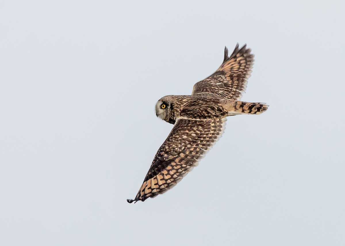 Short-eared Owl - ML617753582