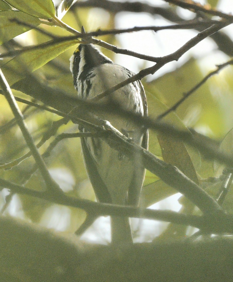 Black-throated Gray Warbler - ML617753607