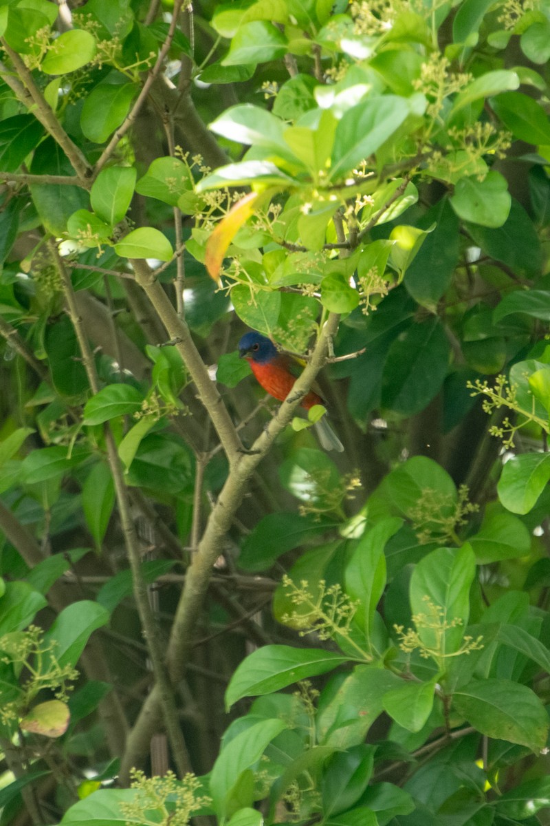 Painted Bunting - ML617753620