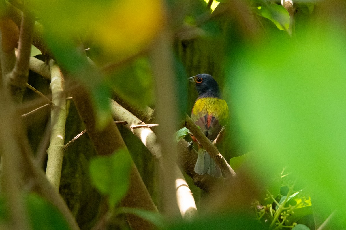 Painted Bunting - ML617753622