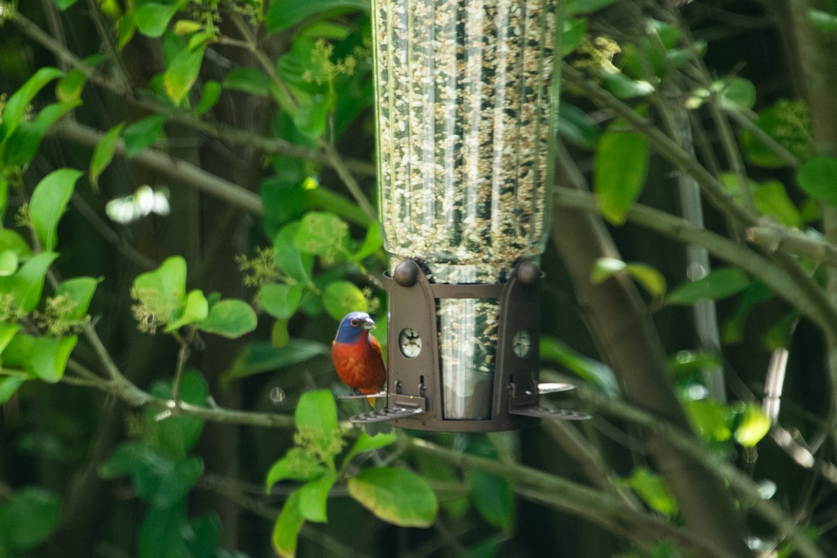 Painted Bunting - ML617753625