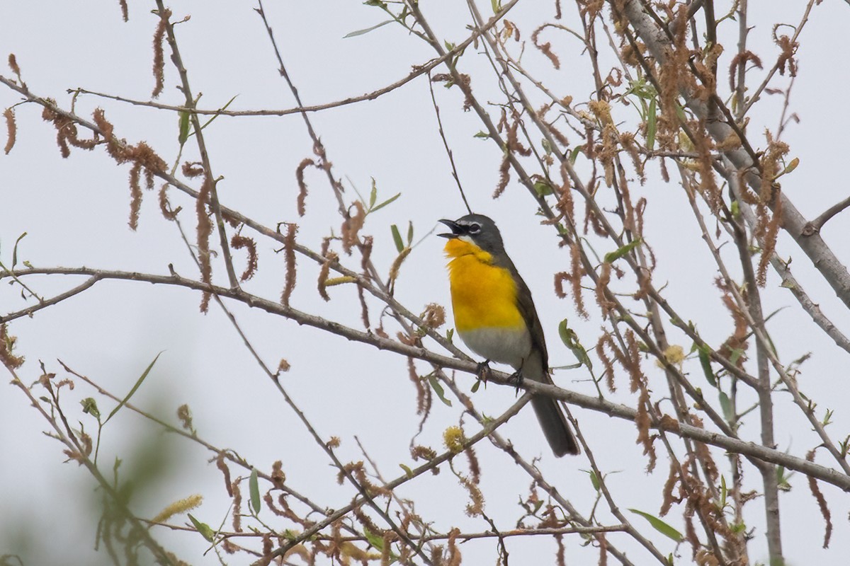Yellow-breasted Chat - ML617753630