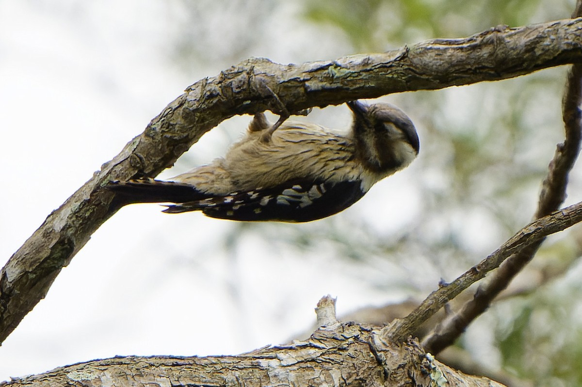 Gray-capped Pygmy Woodpecker - William Hemstrom