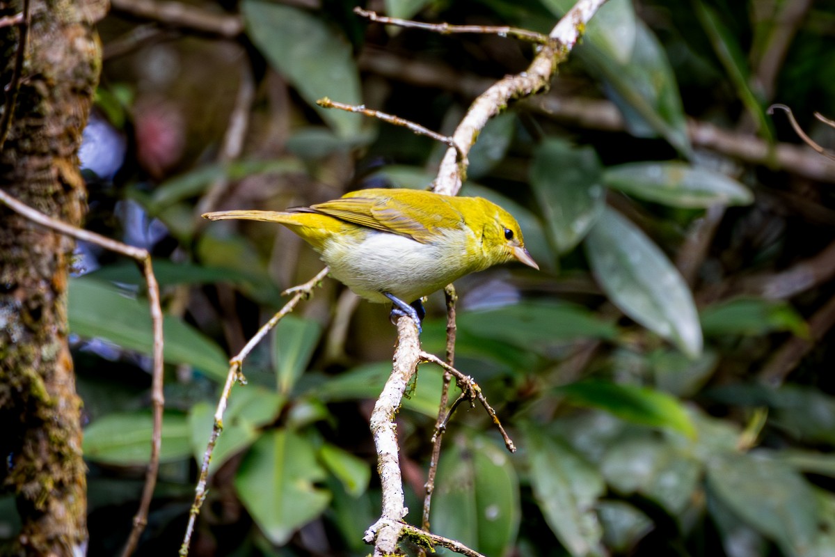 Rufous-headed Tanager - ML617753650