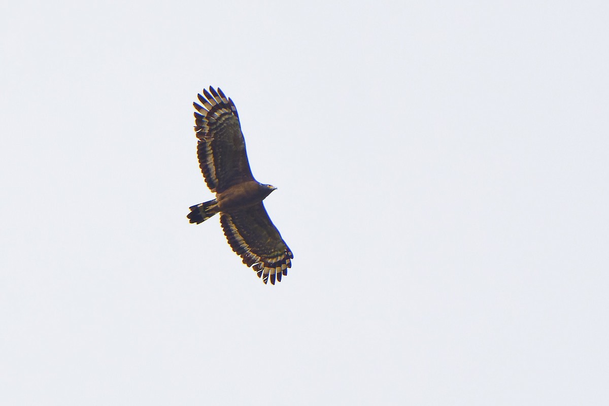 Crested Serpent-Eagle - ML617753685