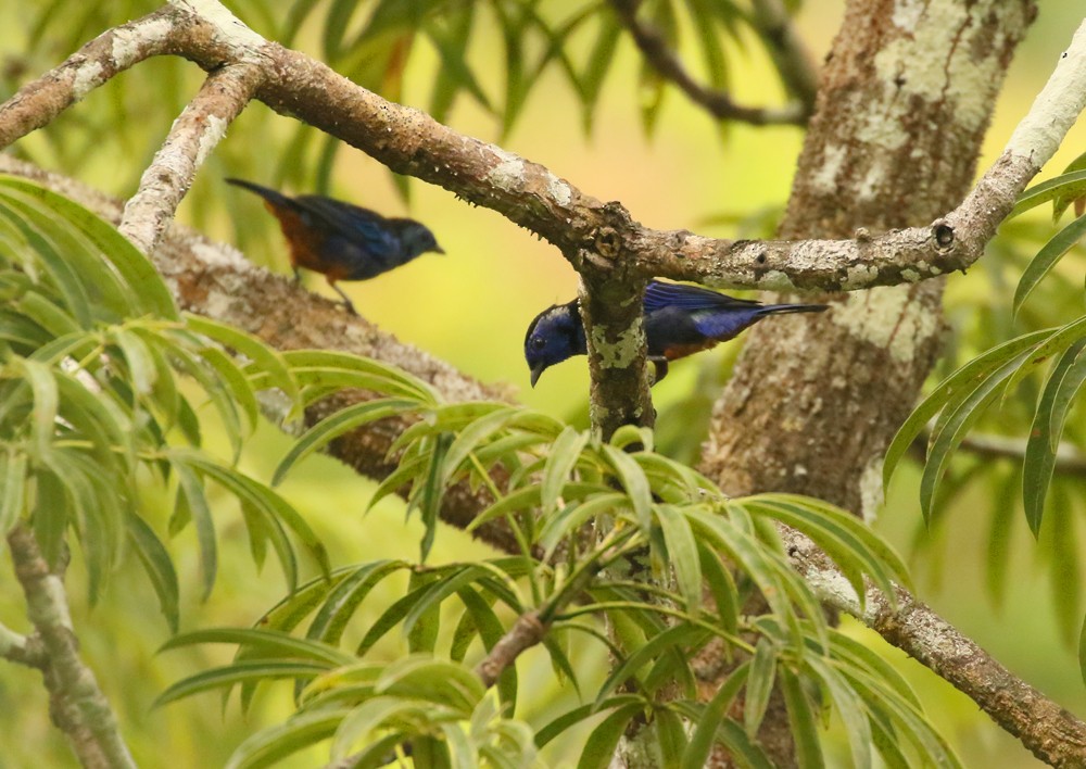 Opal-rumped Tanager (Opal-rumped) - ML617753713