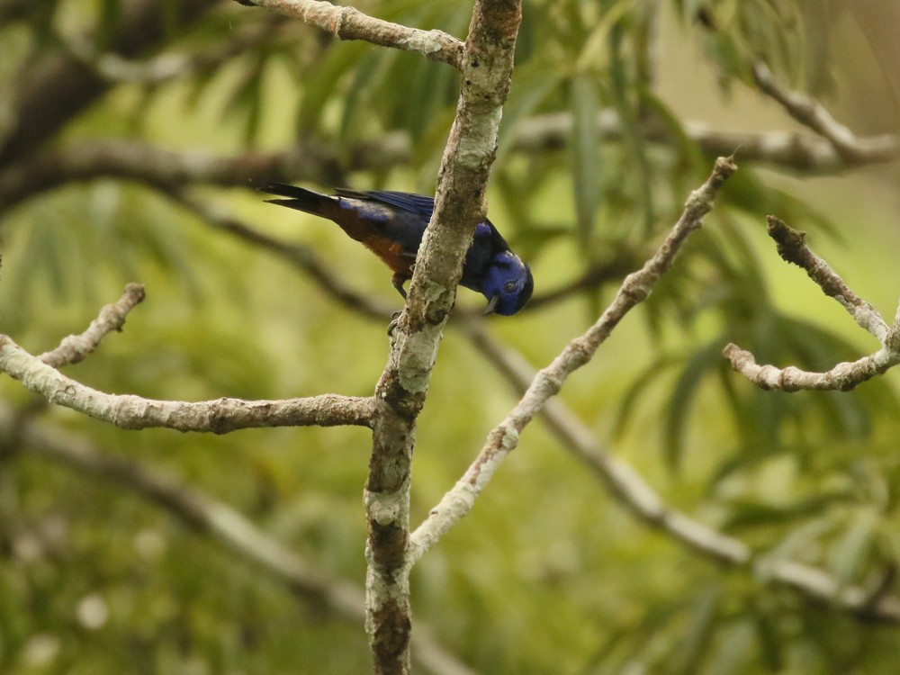Opal-rumped Tanager (Opal-rumped) - ML617753718