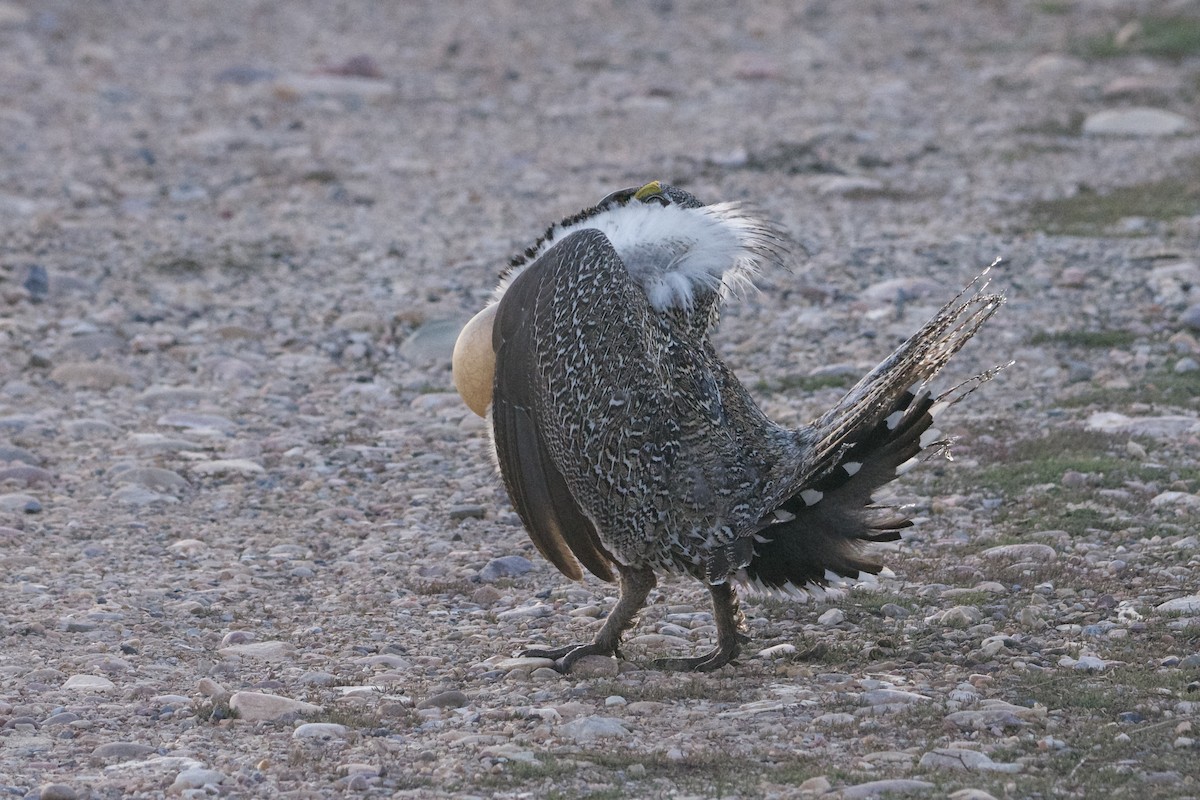 Greater Sage-Grouse - ML617753785