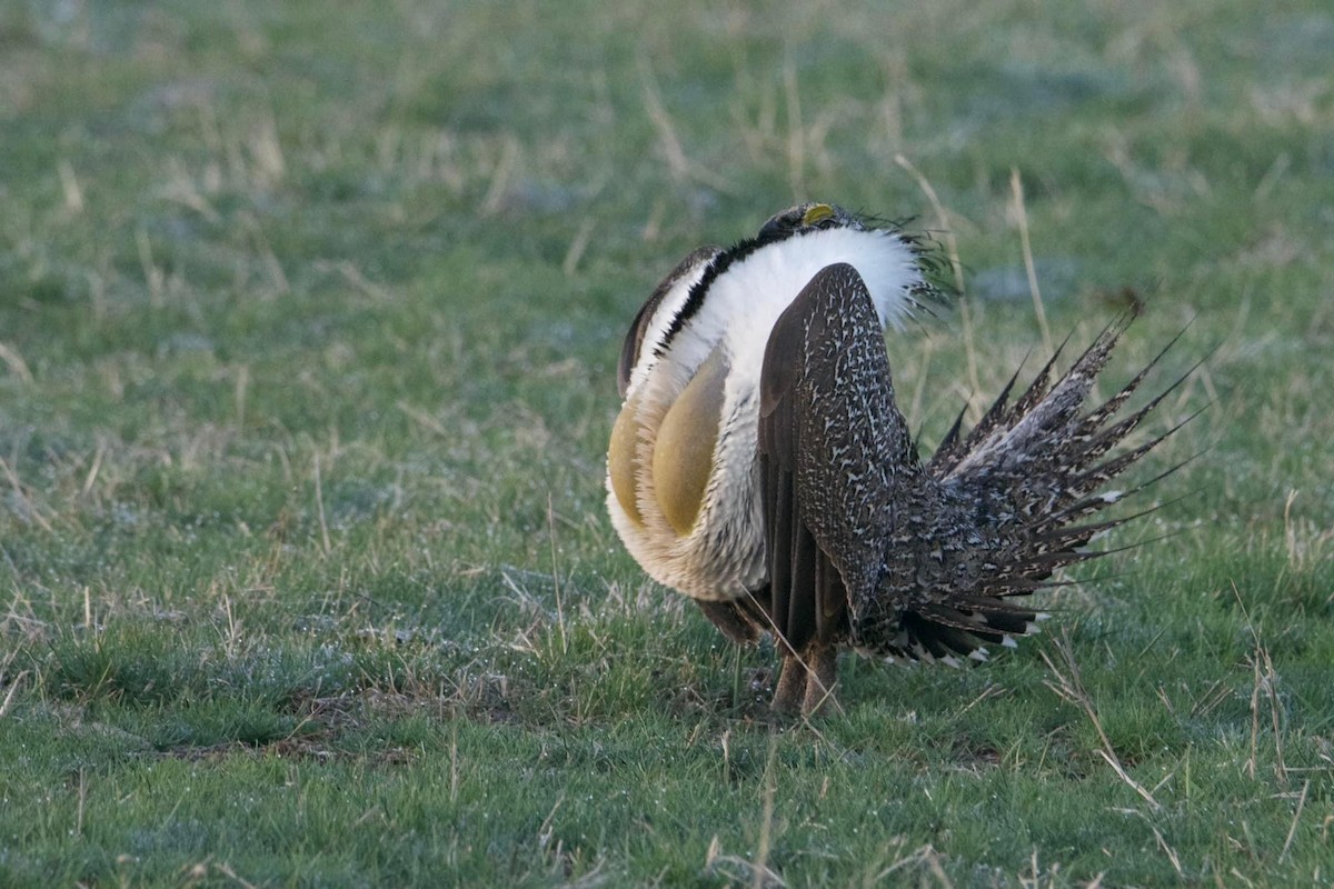 Greater Sage-Grouse - ML617753786