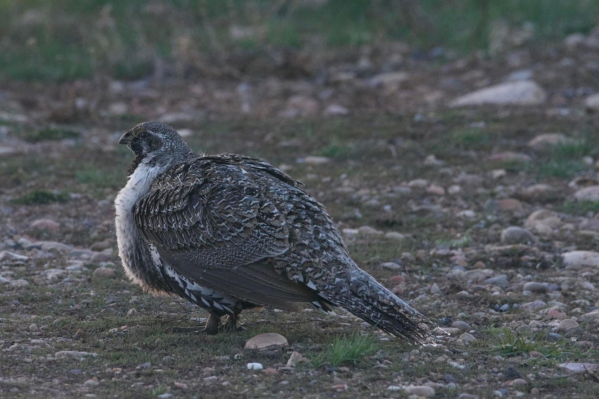 Greater Sage-Grouse - ML617753787